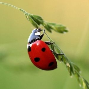 Ray.Ban Sunglasses Seller